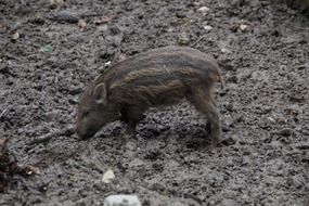 young boar pig in the mud