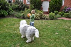 Little boy playing in the yard with a ball and a dog