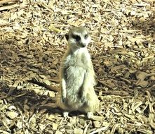 mongoose in natural habitat
