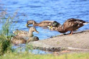 family of ducks by the lake in Finland