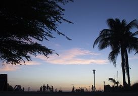 palm trees and people silhouettes at dusk