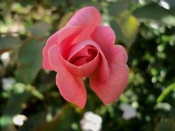 macro photo of delicate pink rose