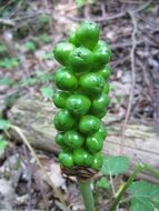 Green arum maculatum