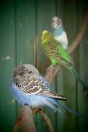 resting budgerigars