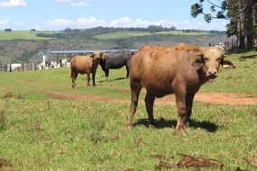 yuong bulls on pasture at farm