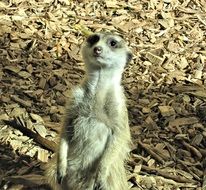 meercat in Canada