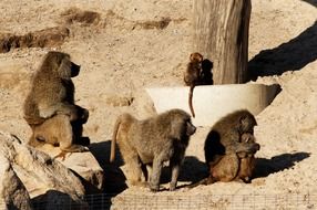 baboons on a sand