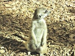 Mongoose in its natural habitat in the play of light and shadow