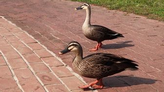 two spotted ducks