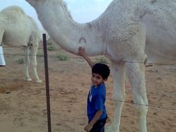 white camels and baby in Saudi Arabia