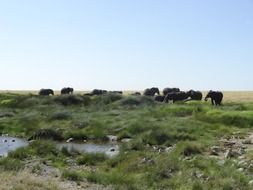 Landscape of walking elephants