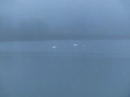swan family on the lake