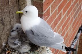 seagull with chicks near the wall