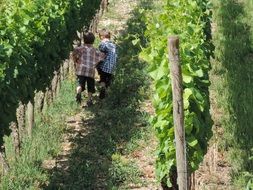 brothers run in a green vineyard