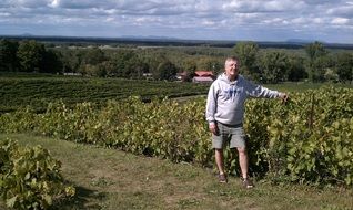 landscape of man in the vineyards on a sunny day