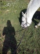 shadow of a man and a white horse in a meadow