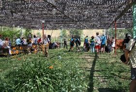 people under a canopy in the summer