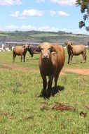 cows on the farm