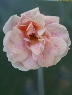 Garden pink blossom