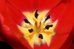 the middle of a red tulip close up