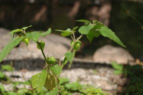 physalis alkekengi or gooseberry