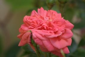 pink fluffy rose close up