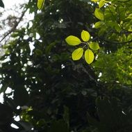 greens in the park at nanning