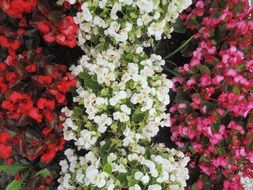 flowers red white as background