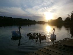 family of swans on the lake at dusk