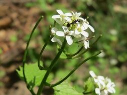 insect sitting on the inflorescence of the alliaria petiolata (garlic mustard)