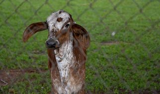 cattle calf puppy