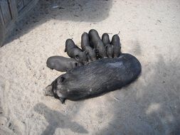 mother pig suckling piglets