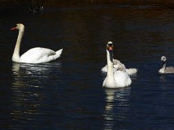 swan in a spring pond