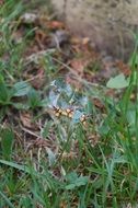 soap bubble on spring green grass