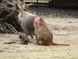 family monkey