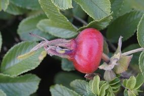 fruit of dog rose on the bush