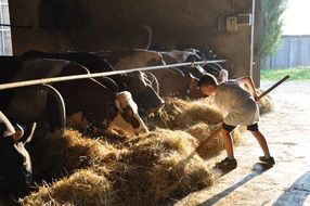 boy working in a farm