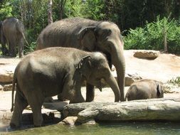 elephant family by the reservoir