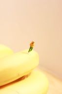 conceptual person on banana