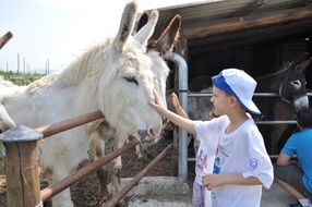 Donkey and child on the farm