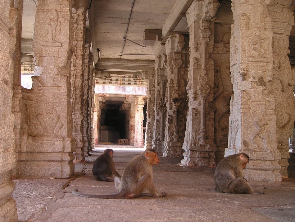 apes sits on floor in ruined ancient temple, india