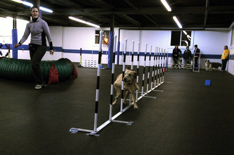 photo of Dog training in Fairborn