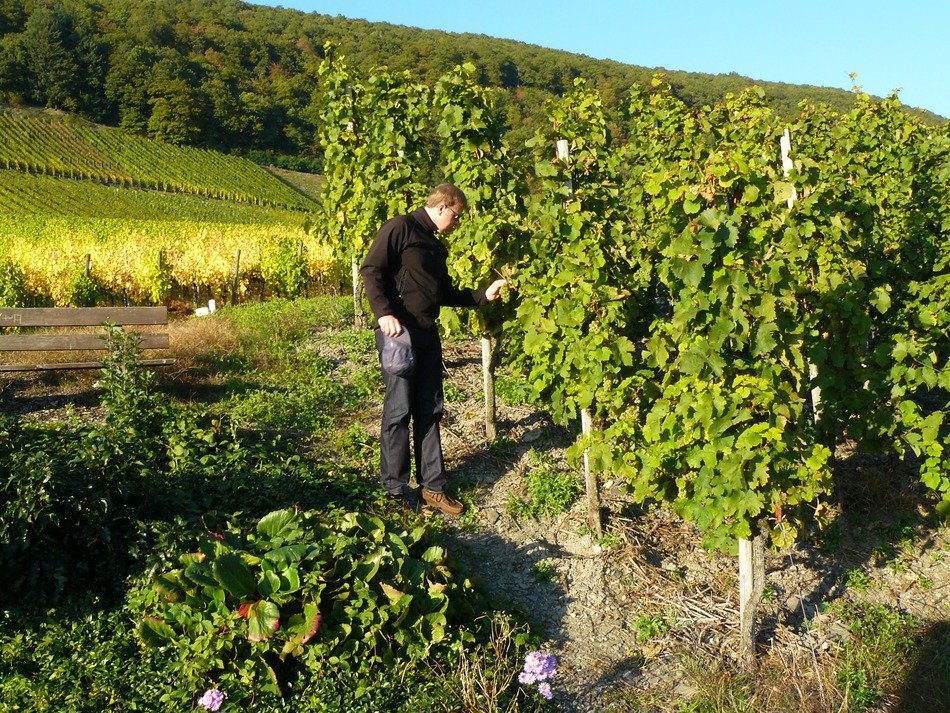 man at the vineyard in October