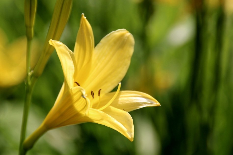 yellow lily flower in the garden