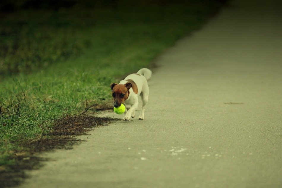 puppy with a small ball on the track