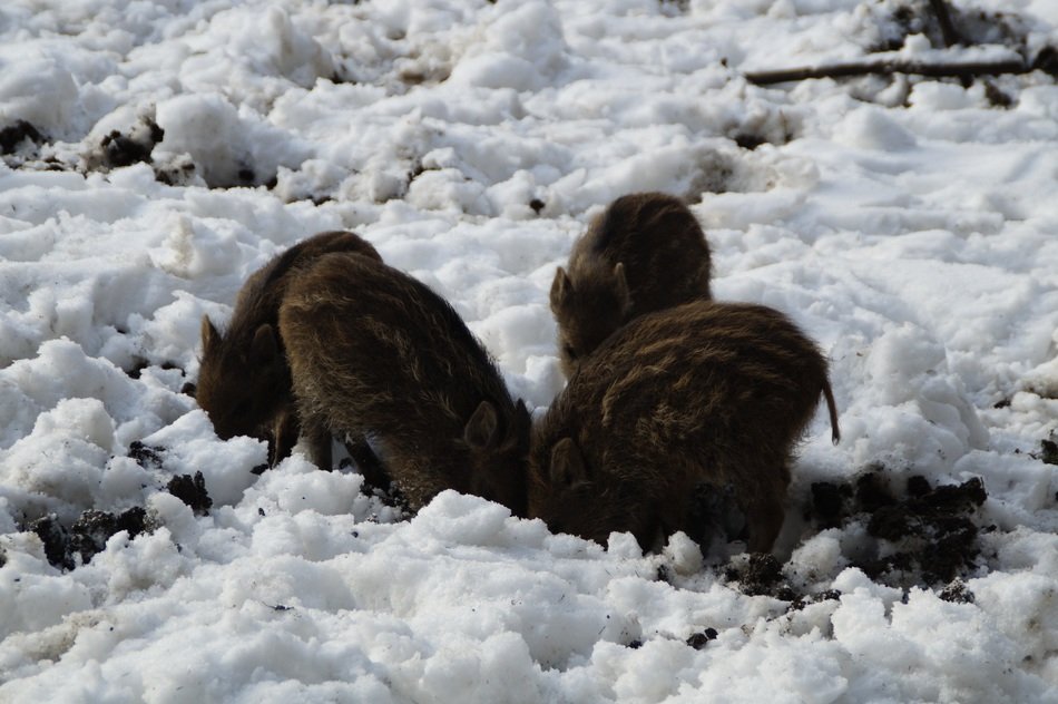 little wild boars on the snow in the winter
