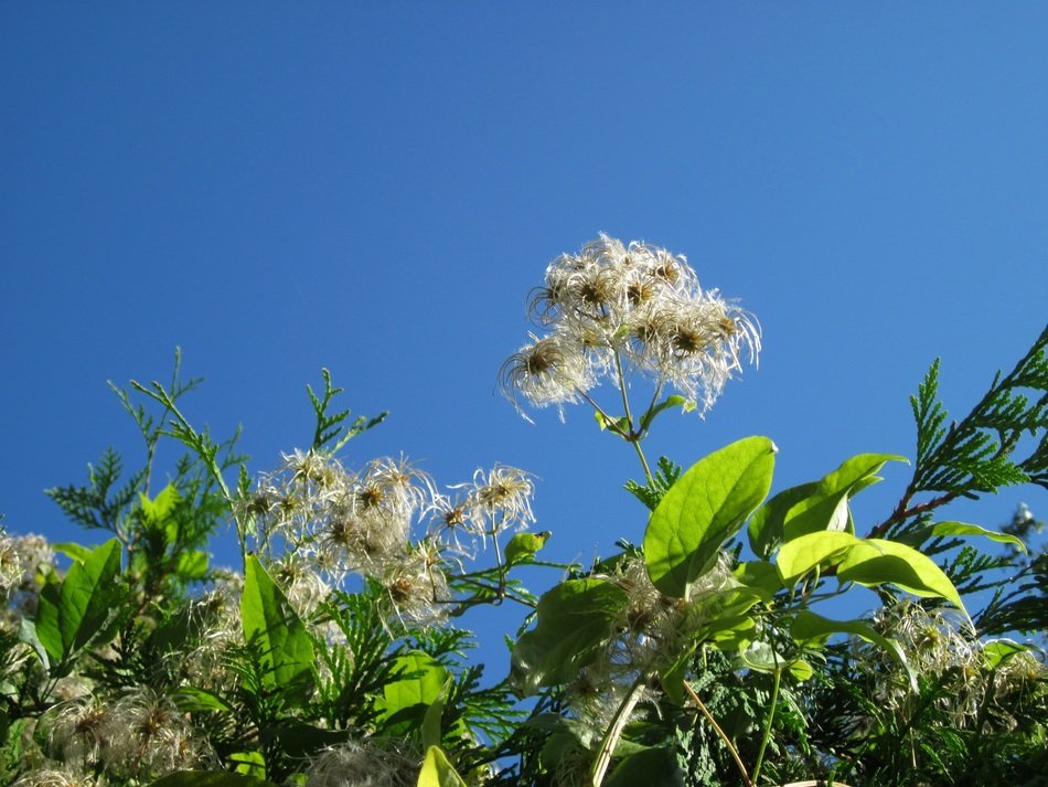 View from below on Clematis vitalba on a background of bright blue sky