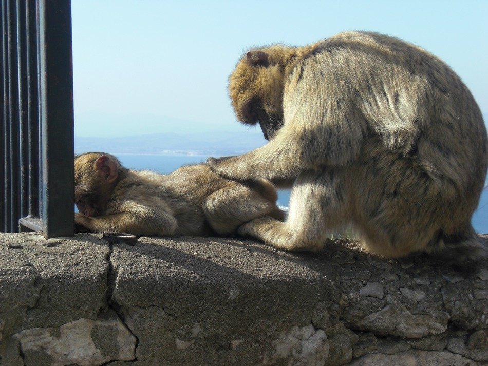 monkey is looking for parasites