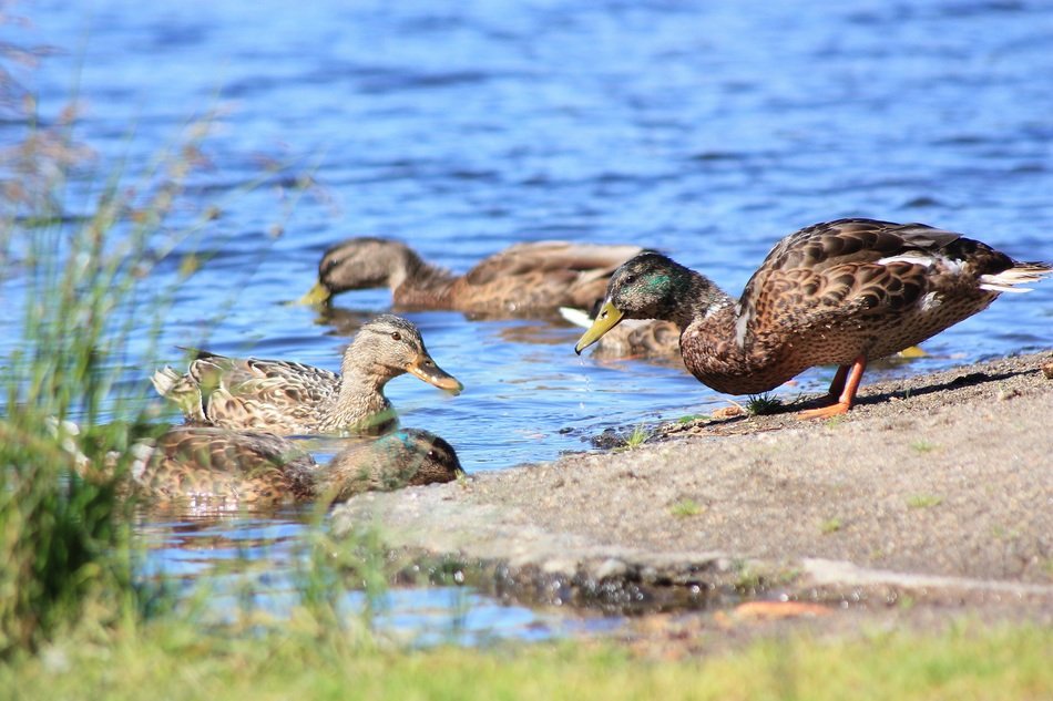 Family of ducks by the lake in Finland free image download