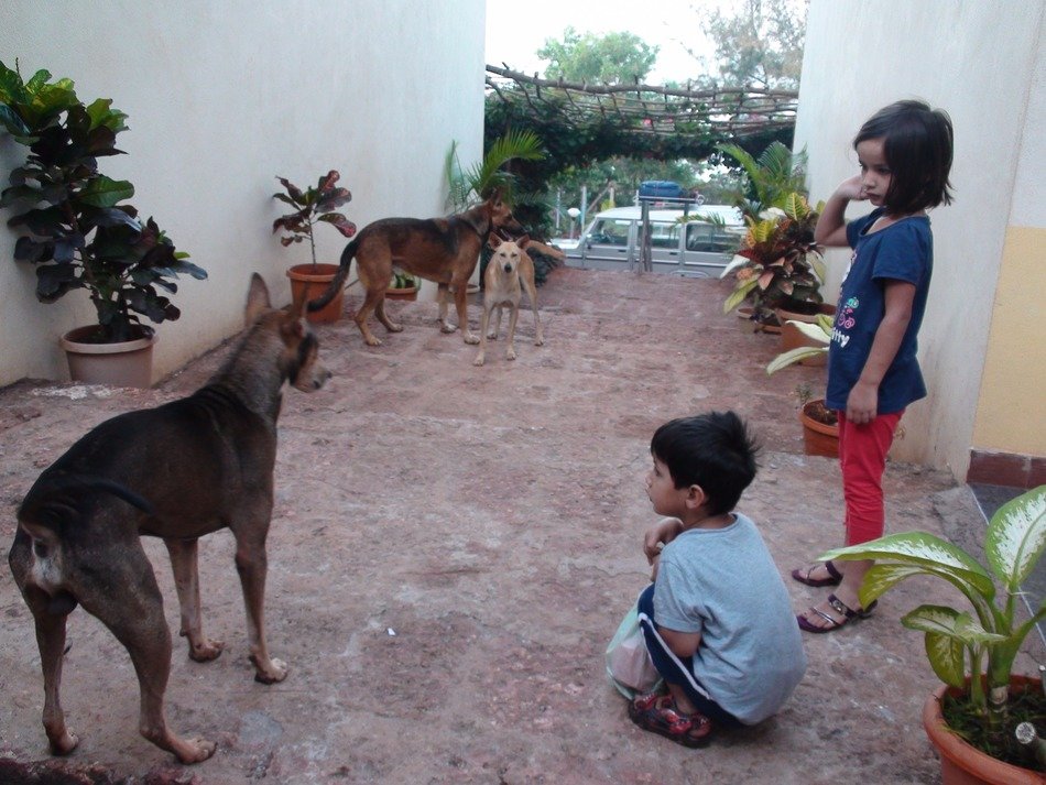 Children and dogs in India